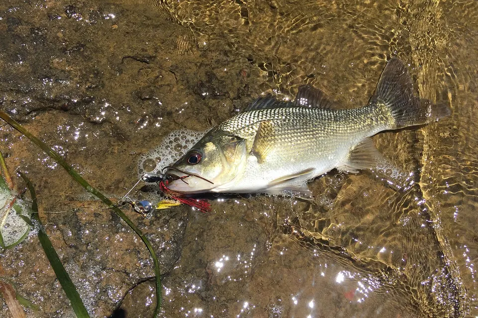 A successful fishing session in Manly dam, catching multiple fish within the are