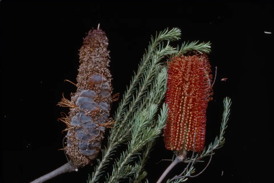 Photograph of Banksia ericifolia, showing a large bright orange and yellow inflo