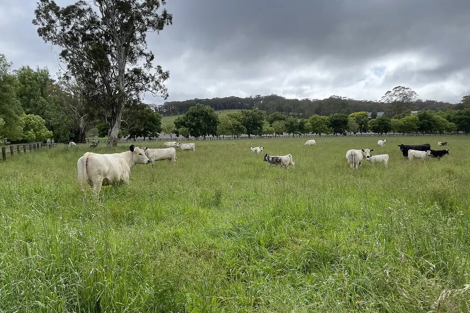 Rural scenary located just outside of Bowral near Centennial Vineyards