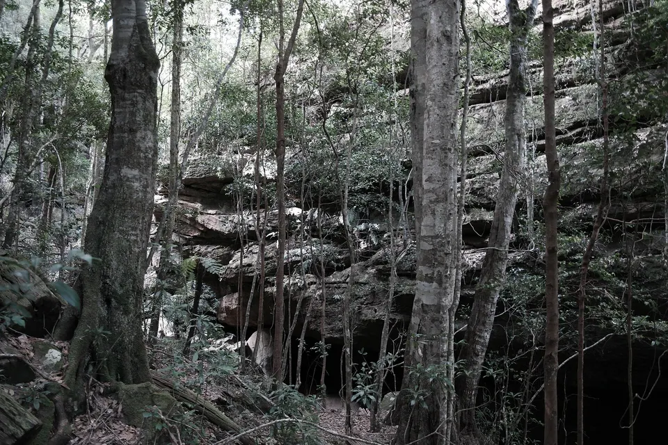Dimmocks Creek walking track, Morton National Park, New South Wales, Australia. 