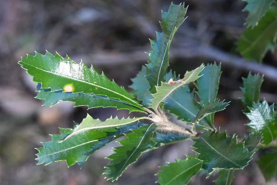 Banksia in bush outside Cheltenham, Sydney