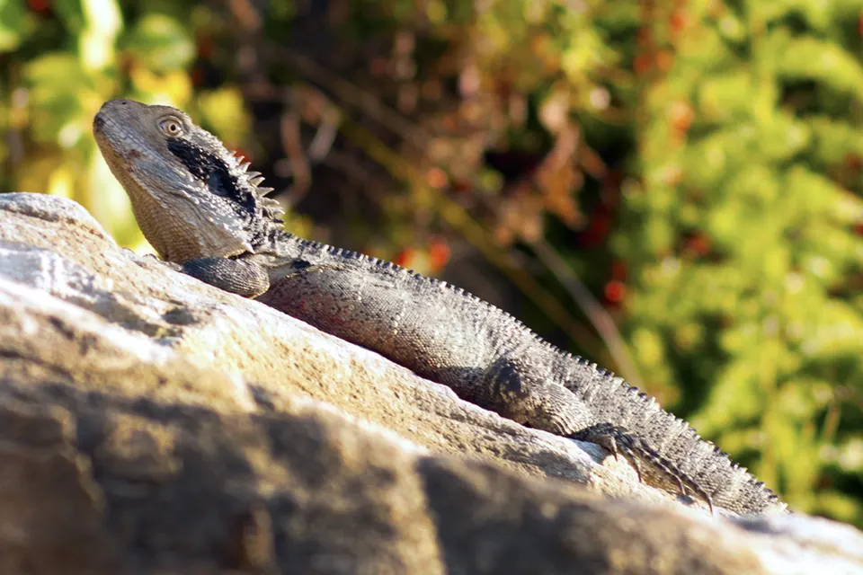 Physignathus lesueurii 03/08/2011 Water dragon on some rocks at Manly.